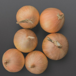 Cebula Element f1 Precision 250 000 nasion st